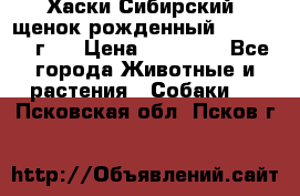 Хаски Сибирский (щенок рожденный 20.03.2017г.) › Цена ­ 25 000 - Все города Животные и растения » Собаки   . Псковская обл.,Псков г.